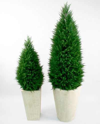 14-110 Cupressus 110cm, 14-130 Cupressus 130cm, 14-160 Cupressus 160cm, 14-190 Cupressus 190cm
